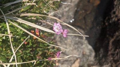 Kalmia microphylla, photographed by Quinn Campbell