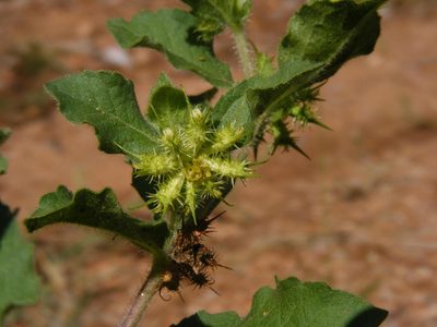 Acanthospermum hispidum, photographed by Robert Taylor