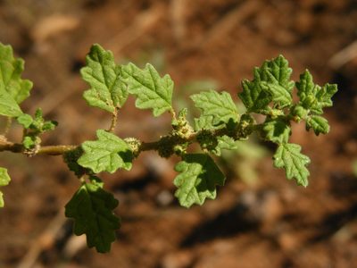 Dysphania carinata, photographed by Robert Taylor