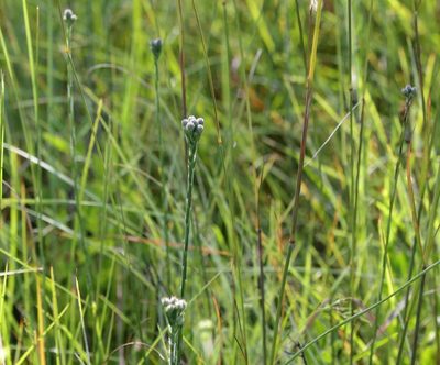 Carphephorus pseudoliatris, photographed by Lauren McLaurin