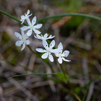 Wurmbea dioica, photographed by Kym Nicolson
