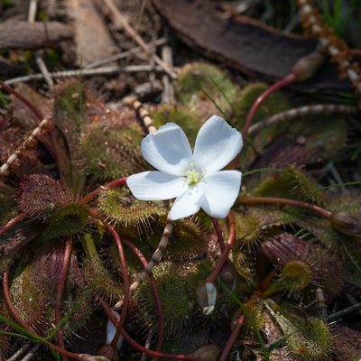 Drosera whittakeri, photographed by Kym Nicolson