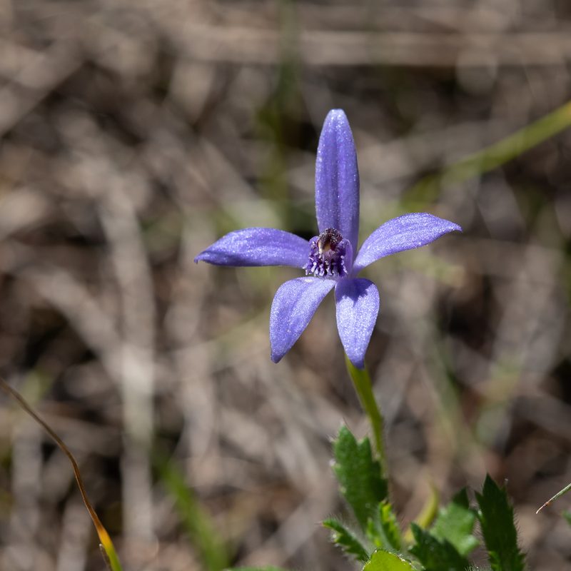 Pheladenia deformis, photographed by Kym Nicolson