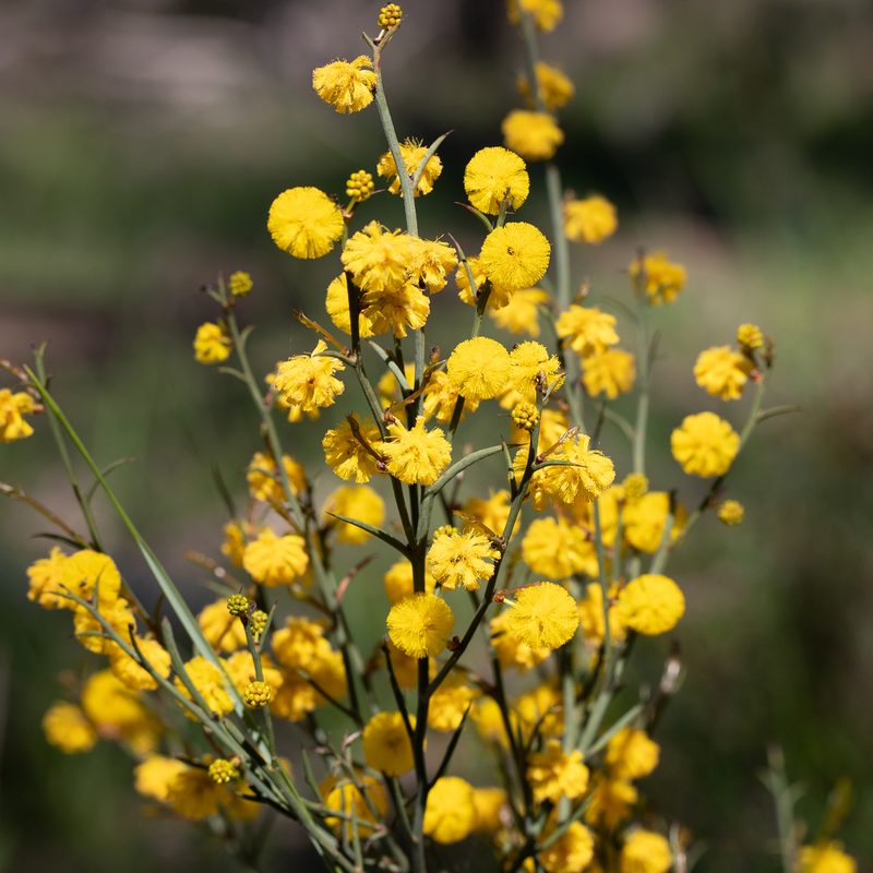 Acacia continua, photographed by Kym Nicolson