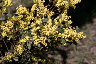 Acacia myrtifolia, photographed by Kym Nicolson