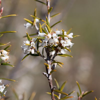 Lissanthe strigosa, photographed by Kym Nicolson