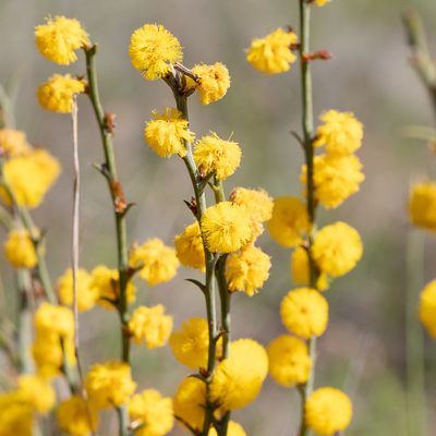 Acacia continua, photographed by Kym Nicolson