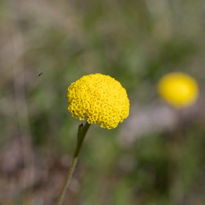 Craspedia variabilis, photographed by Kym Nicolson