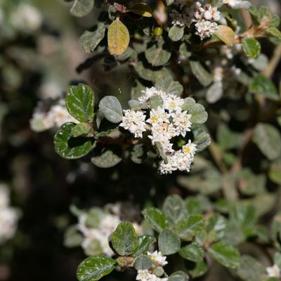 Cryptandra parvifolia, photographed by Kym Nicolson