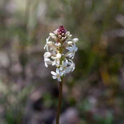 Stackhousia subterranea, photographed by Kym Nicolson