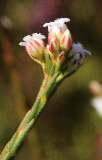 Euchaetis elata, photographed by Tony Rebelo