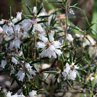 Lissanthe strigosa, photographed by Kym Nicolson