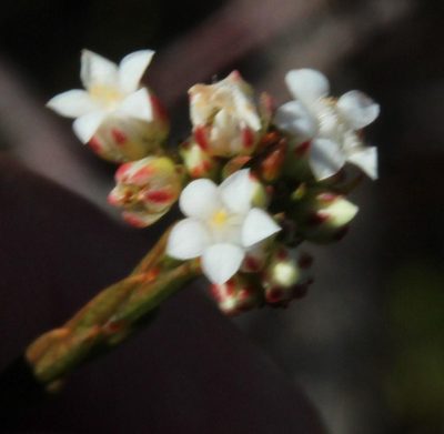Euchaetis elata, photographed by Tony Rebelo