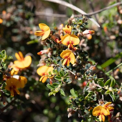 Pultenaea largiflorens, photographed by Kym Nicolson