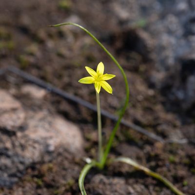 Pauridia glabella, photographed by Kym Nicolson
