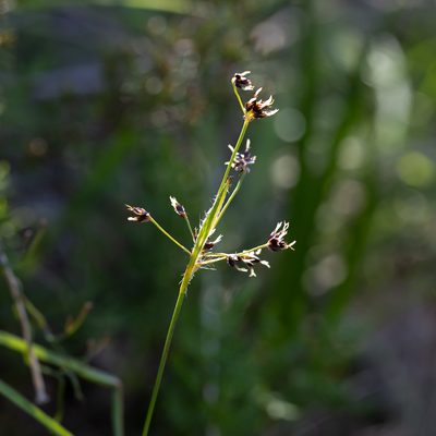 Luzula meridionalis, photographed by Kym Nicolson