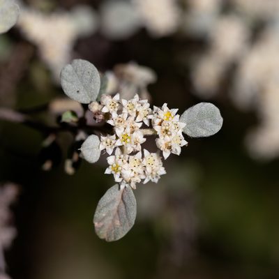 Cryptandra parvifolia, photographed by Kym Nicolson
