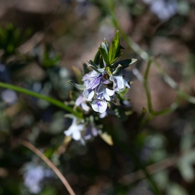 Pigea floribunda, photographed by Kym Nicolson