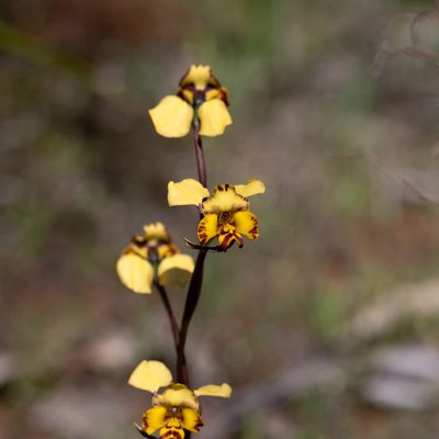 Diuris pardina, photographed by Kym Nicolson