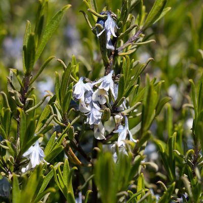Pigea floribunda, photographed by Kym Nicolson