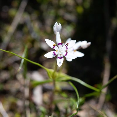 Wurmbea dioica, photographed by Kym Nicolson