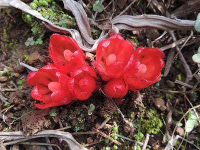 Cytinus sanguineus, photographed by Jacques van der Merwe