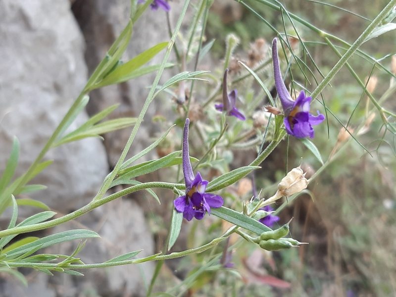 Delphinium halteratum, photographed by Catherine Faber