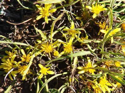 Geigeria filifolia, photographed by Shaun Swanepoel