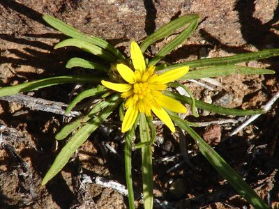 Geigeria filifolia, photographed by Shaun Swanepoel