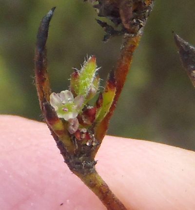 Centella brachycarpa, photographed by Nicola van Berkel