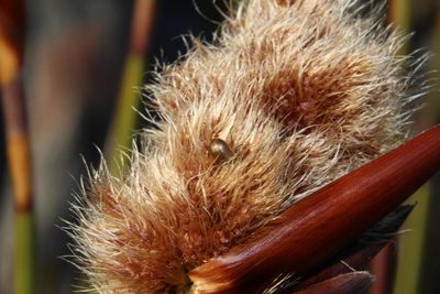 Ceratocaryum decipiens, photographed by Tony Rebelo