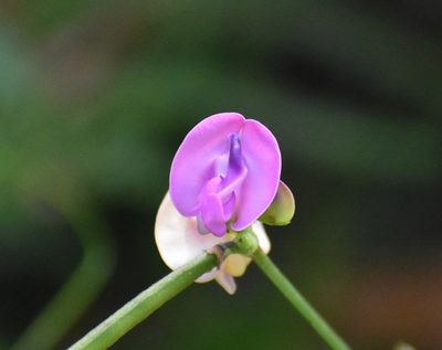 Strophostyles umbellata, photographed by Tia Offner