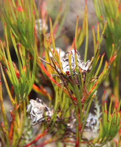 Serruria deluvialis, photographed by Tony Rebelo