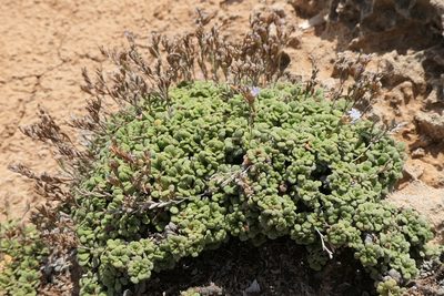 Limonium minutum, photographed by Rafael Medina