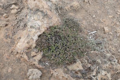 Limonium minutum, photographed by Rafael Medina
