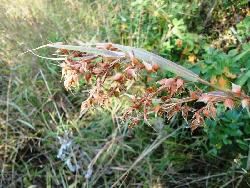 Hyparrhenia cymbaria, photographed by M Kriek