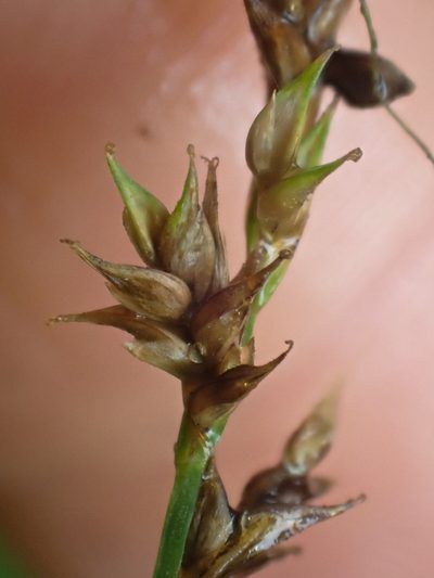 Carex laeviculmis, photographed by Trevor Van Loon