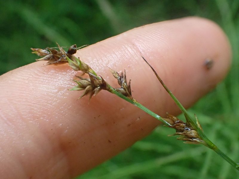 Carex laeviculmis, photographed by Trevor Van Loon