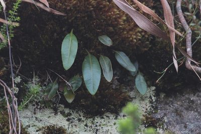 Elaphoglossum conforme, photographed by Tony Rebelo