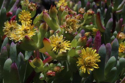 Scopelogena verruculata, photographed by Tony Rebelo