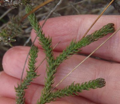 Euryops ericoides, photographed by Nicola van Berkel