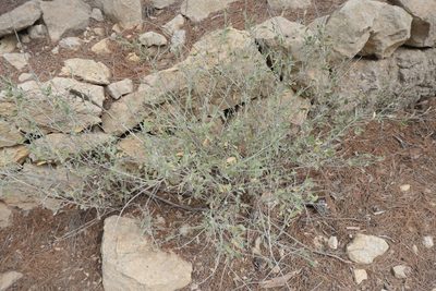 Anthyllis cytisoides, photographed by Rafael Medina