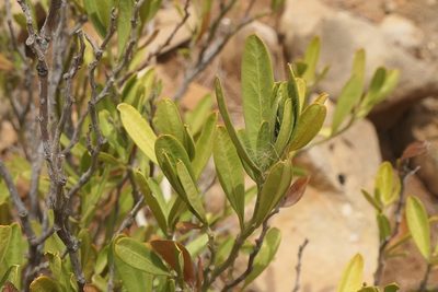 Cneorum tricoccon, photographed by Rafael Medina