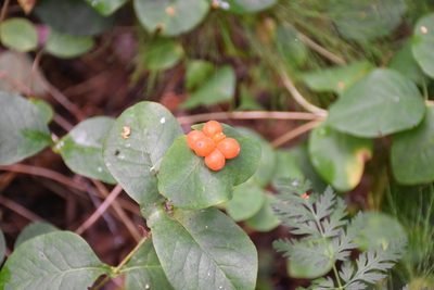 Lonicera caprifolium, photographed by Игорь Васильев