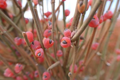 Ephedra fragilis, photographed by Rafael Medina