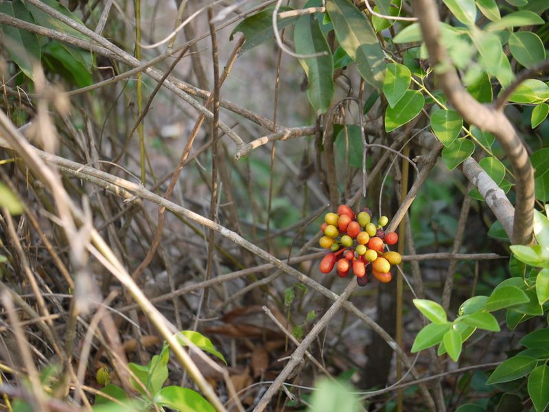 Uvaria narum, photographed by Dinesh Valke