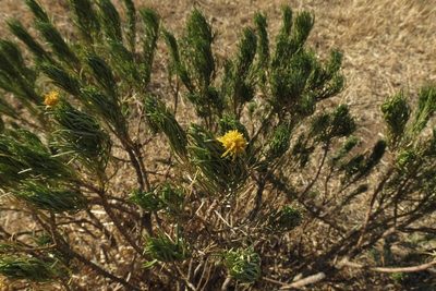 Euryops floribundus, photographed by Brian du Preez