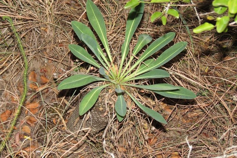 Euphorbia bupleurifolia, photographed by Brian du Preez