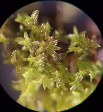 Streblotrichum convolutum, photographed by Helen Waterman