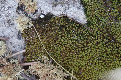 Hypodontium dregei, photographed by Tony Rebelo